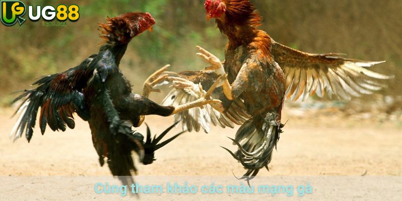 Xem Màu Mạng Gà UG88 Theo Ngũ Hành Và Ngày Thi Đấu 2 Cùng tham khảo các màu mạng gà