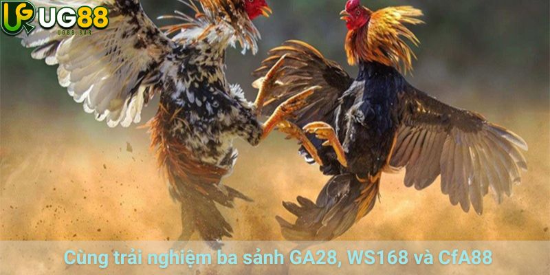 Đá Gà UG88– Trải Nghiệm Ba Sảnh GA28, WS168 Và CFA88 1 Đá gà UG88 tại ba sảnh GA28, WS168 và CfA88
