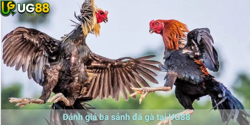 Đá Gà UG88– Trải Nghiệm Ba Sảnh GA28, WS168 Và CFA88 2 Đánh giá ba sảnh đá gà tại UG88