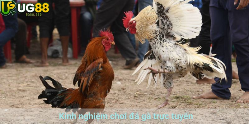 Đá Gà UG88– Trải Nghiệm Ba Sảnh GA28, WS168 Và CFA88 3 Kinh nghiệm chơi đá gà trực tuyến