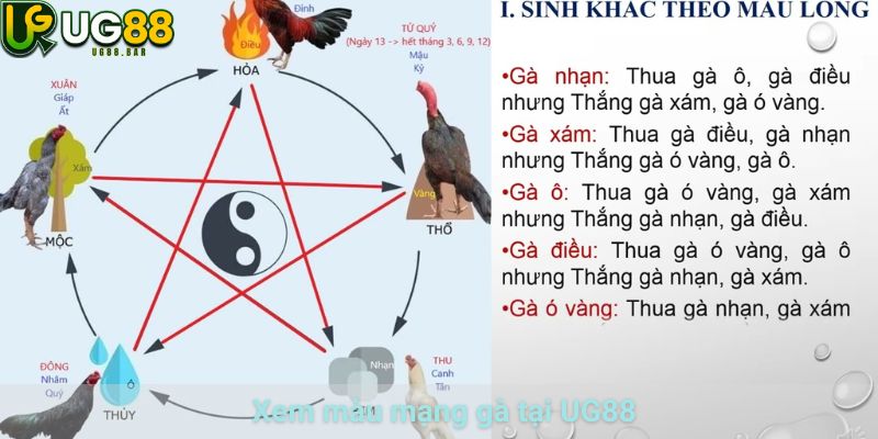 Xem Màu Mạng Gà UG88 Theo Ngũ Hành Và Ngày Thi Đấu 1 Xem màu mạng gà tại UG88