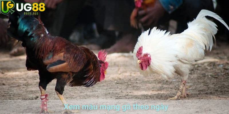 Xem Màu Mạng Gà UG88 Theo Ngũ Hành Và Ngày Thi Đấu 3 Xem màu mạng gà theo ngày